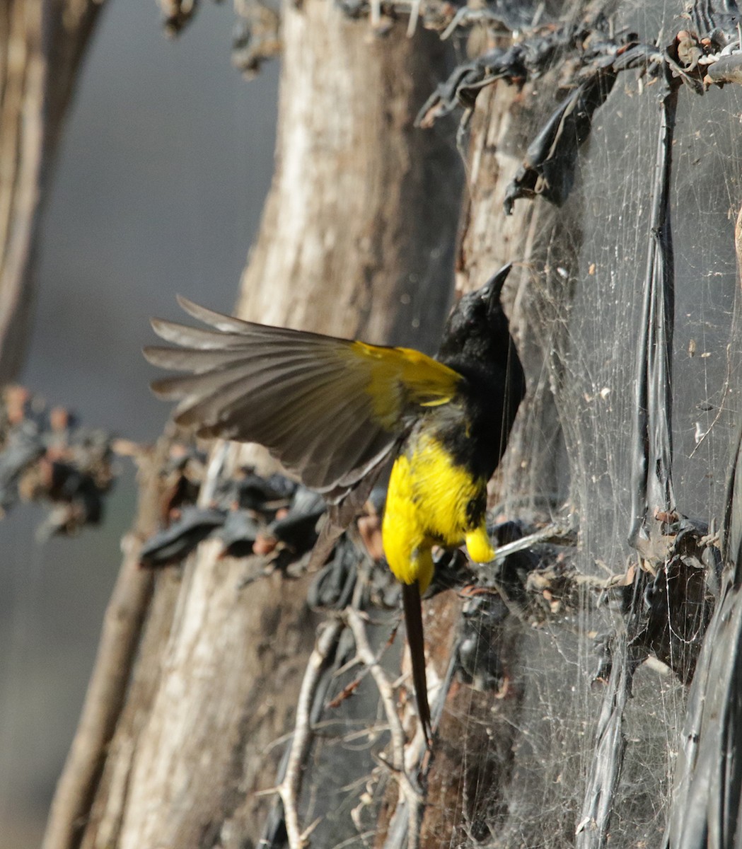 Hispaniolan Oriole - Iván Mota