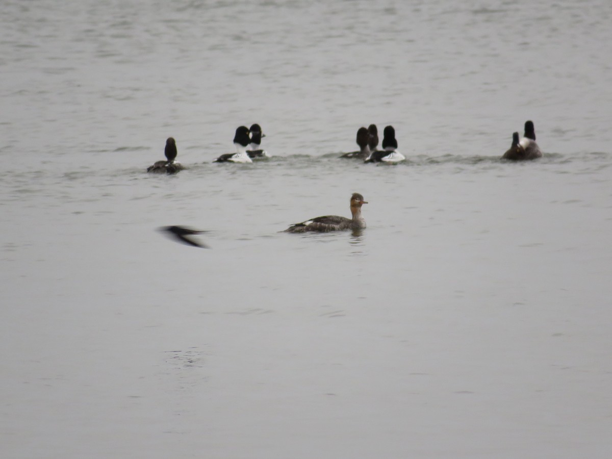 Red-breasted Merganser - ML618155323