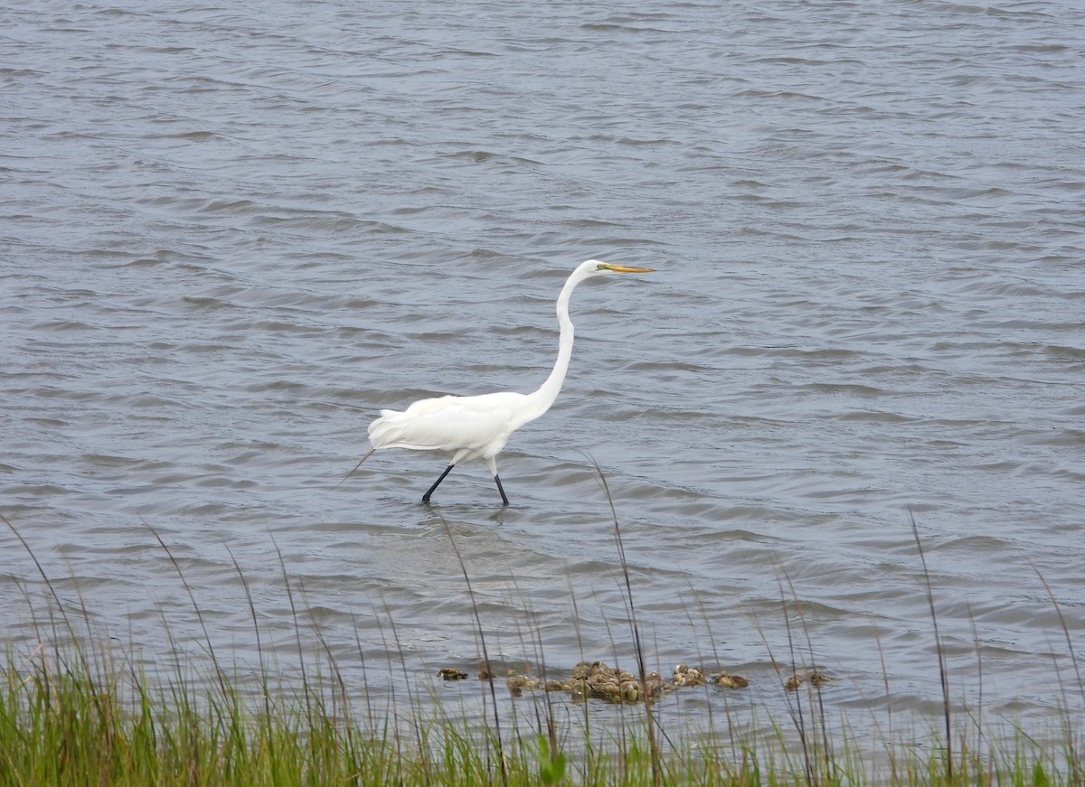 Great Egret - Kathleen Balbona