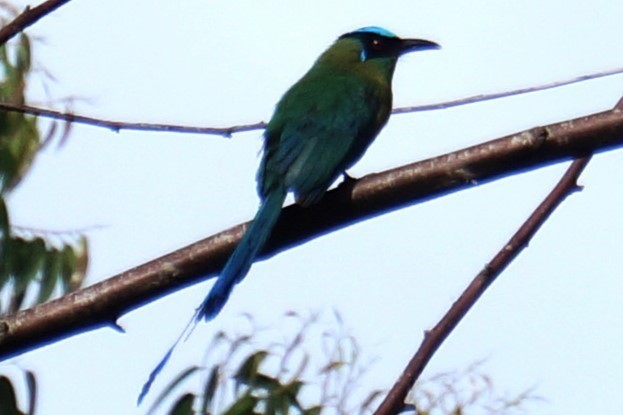 Andean Motmot - Pablo Perez - Perez