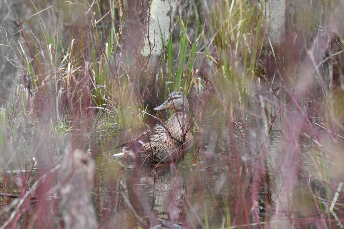 Mallard - Nancy Lance