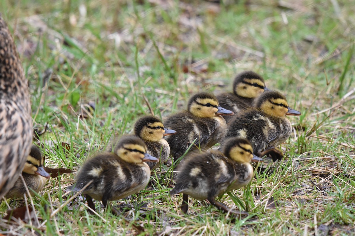 Mallard - Nancy Lance