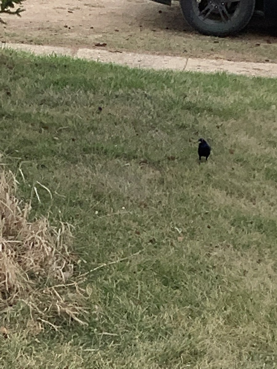 Common Grackle - Jennifer Wilson