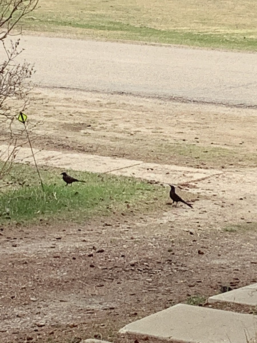 Common Grackle - Jennifer Wilson