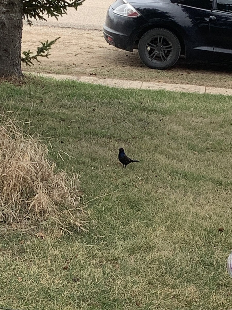 Common Grackle - Jennifer Wilson