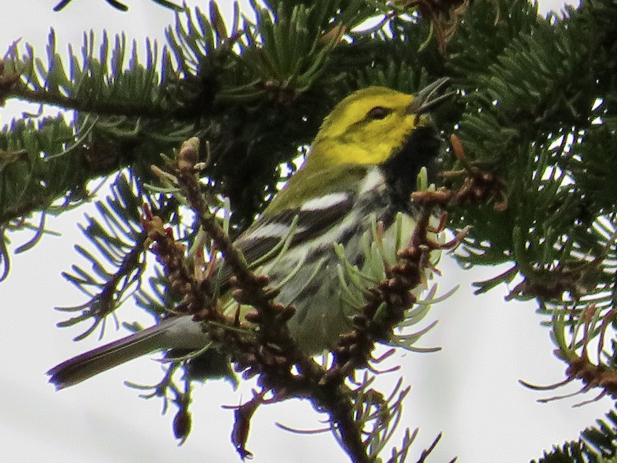 Black-throated Green Warbler - ML618155409