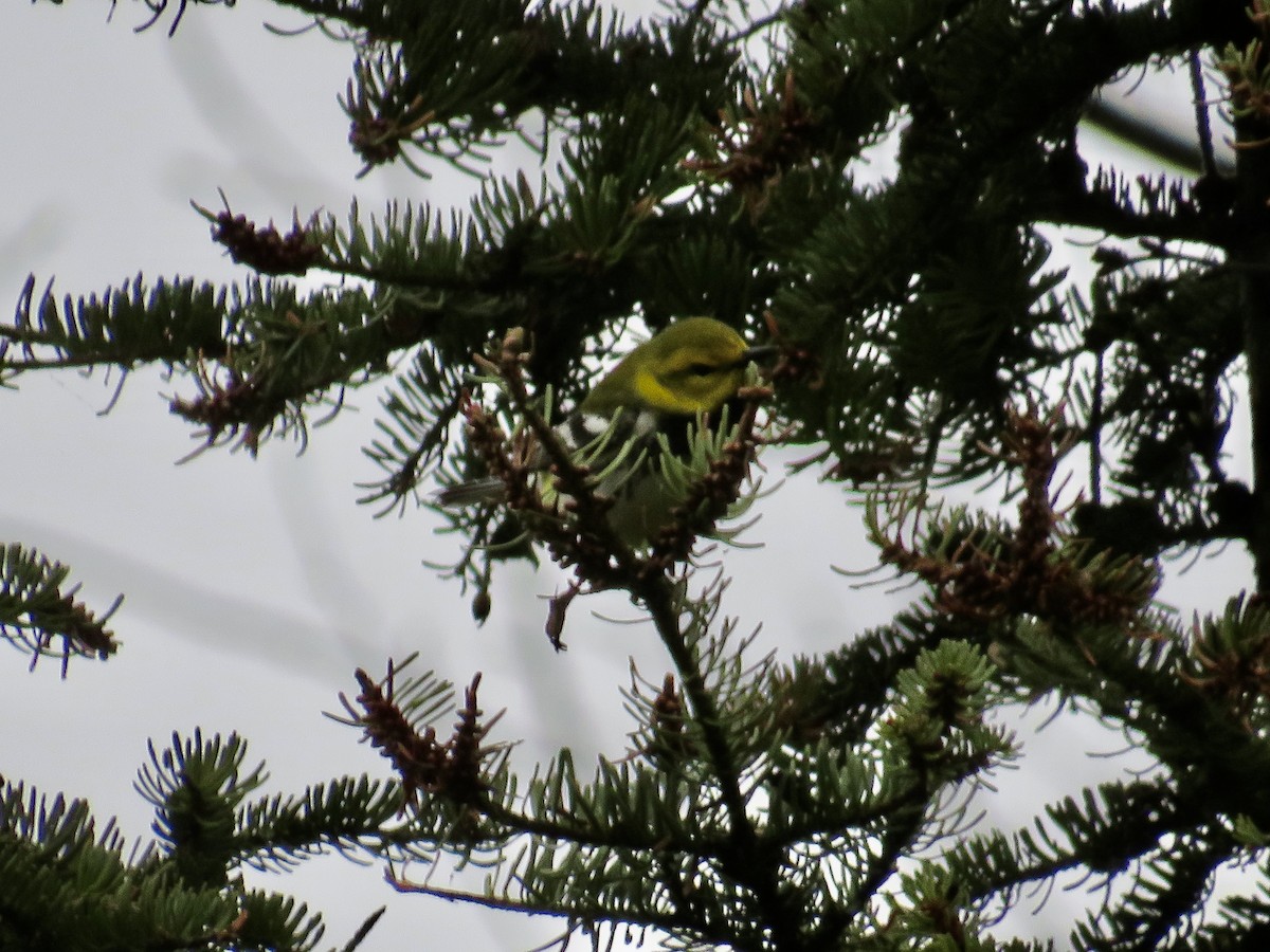 Black-throated Green Warbler - ML618155410