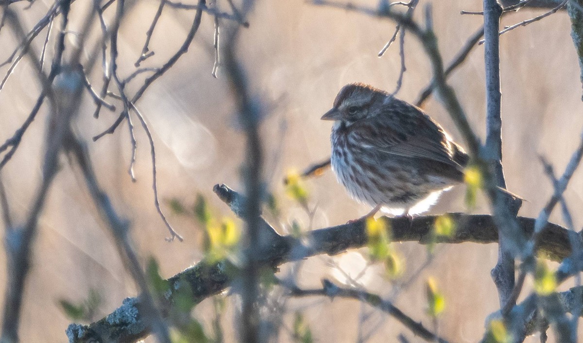 Song Sparrow - Matt M.