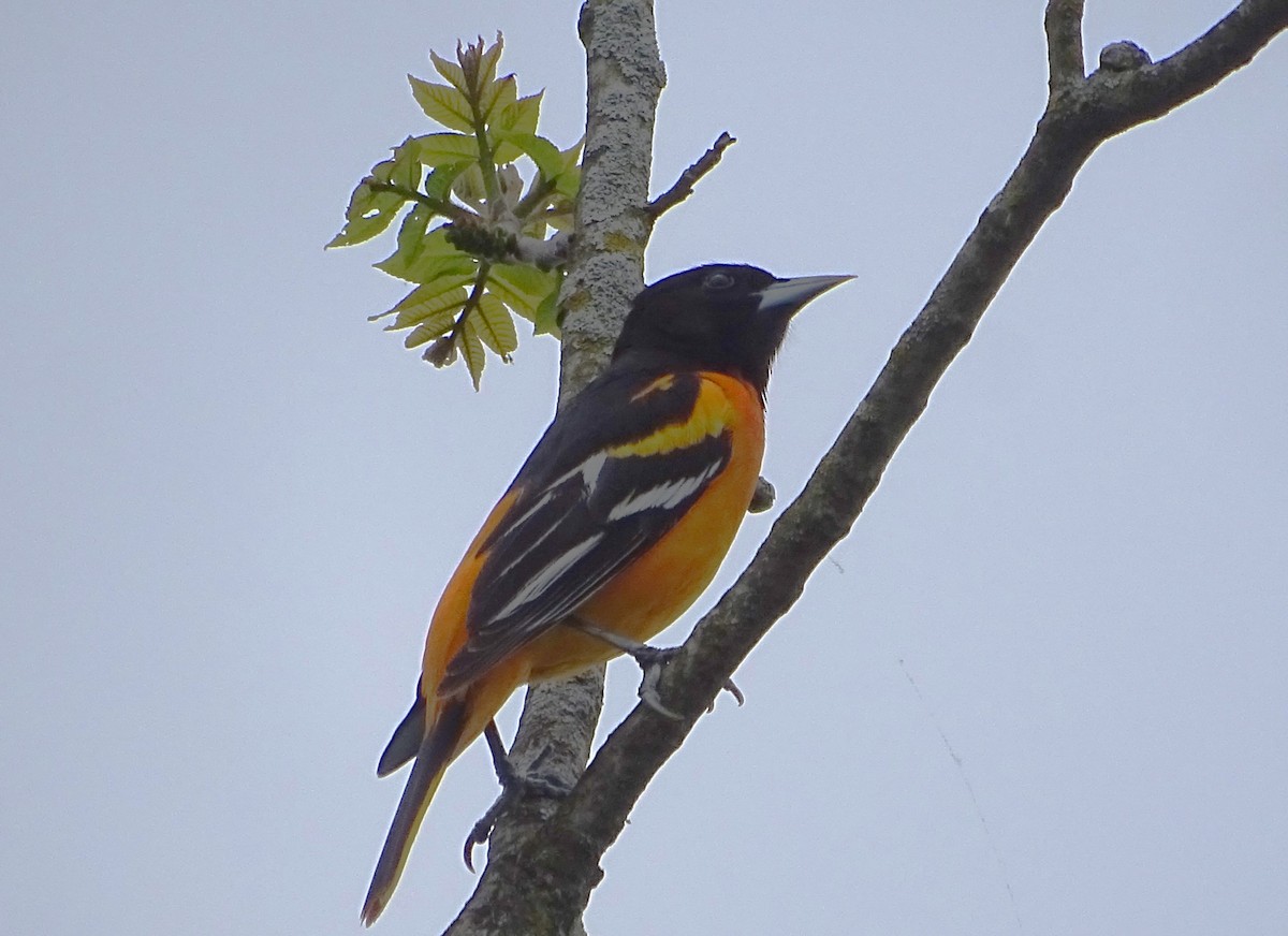 Baltimore Oriole - ML618155433