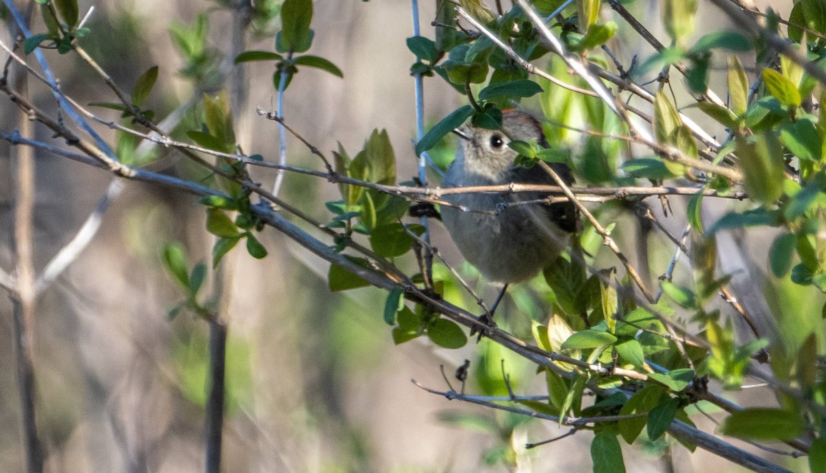 Ruby-crowned Kinglet - Matt M.