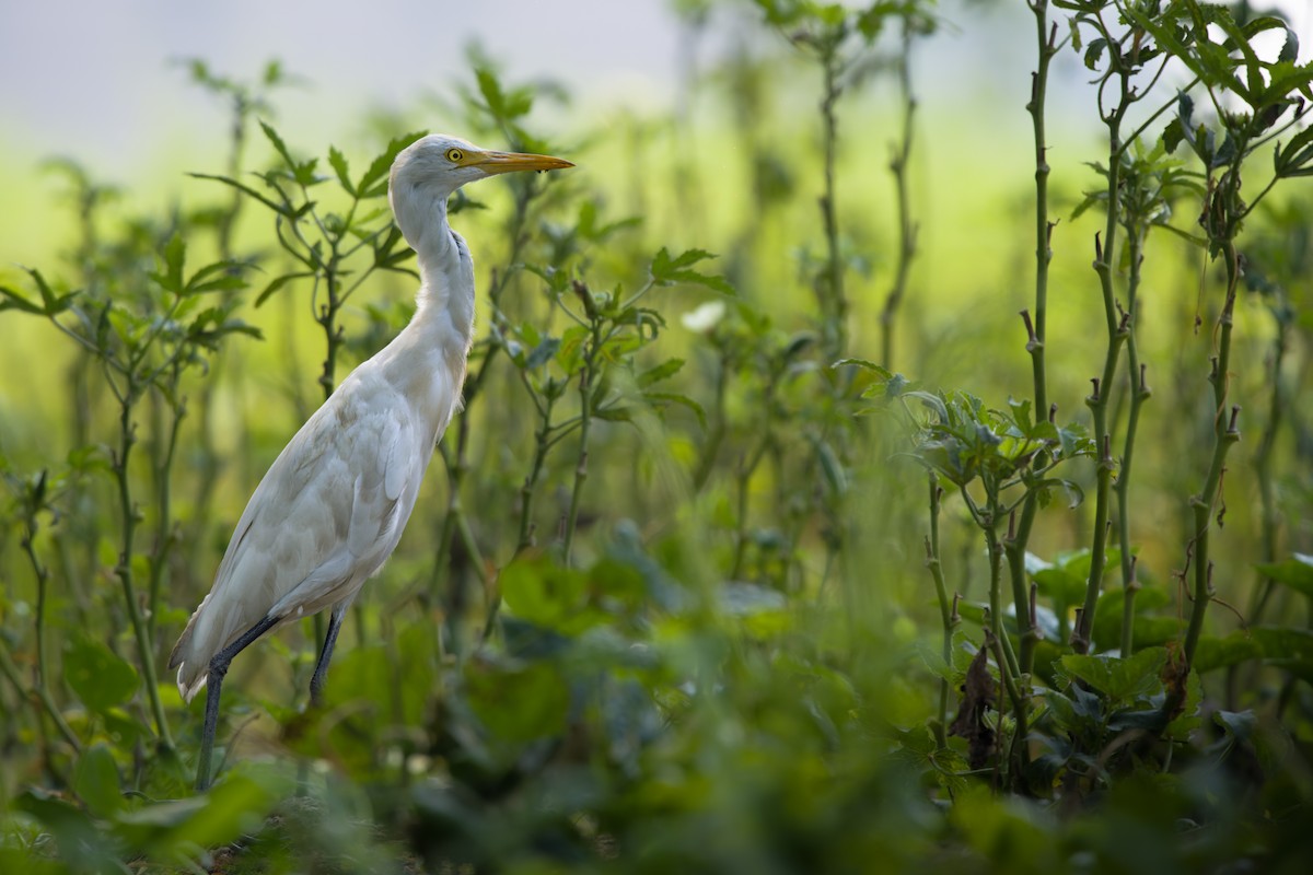 Eastern Cattle Egret - ML618155471