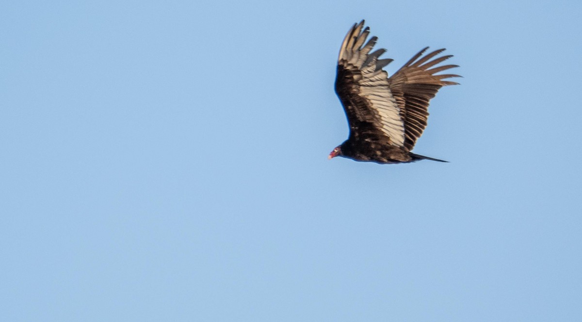 Turkey Vulture - Matt M.