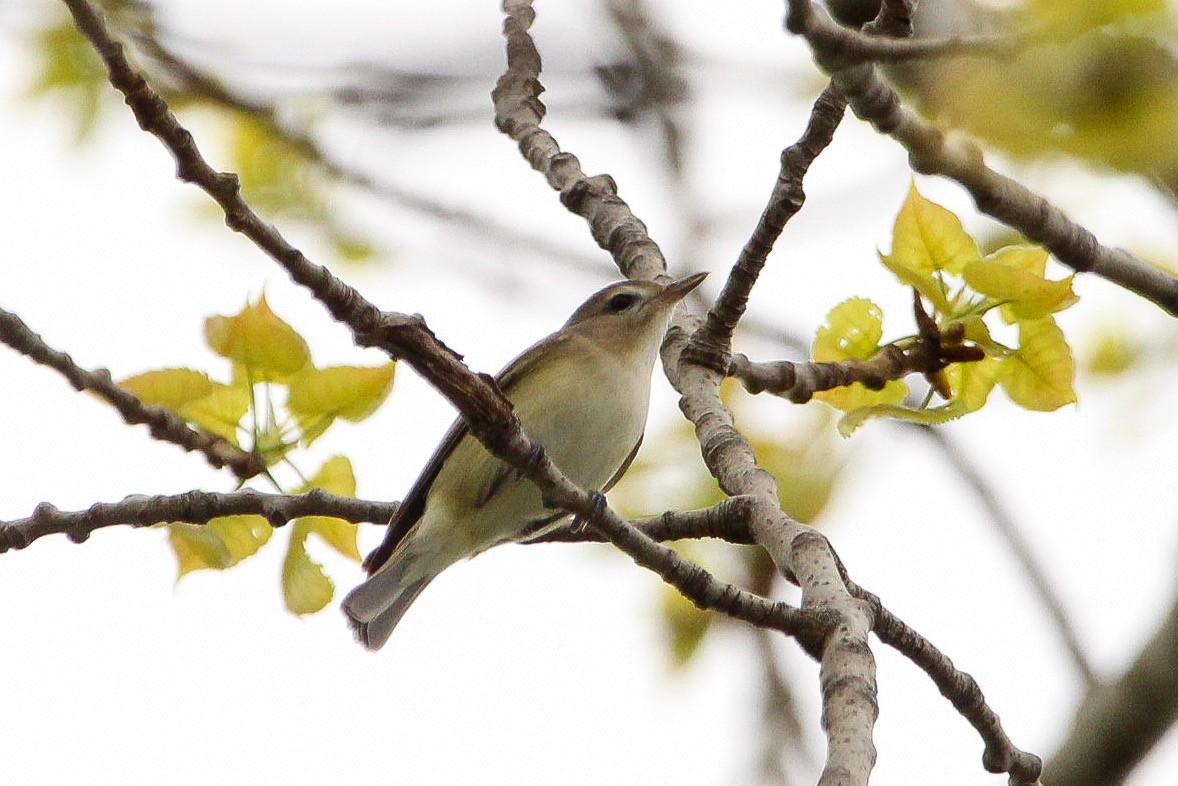 Warbling Vireo - Corey Wagner