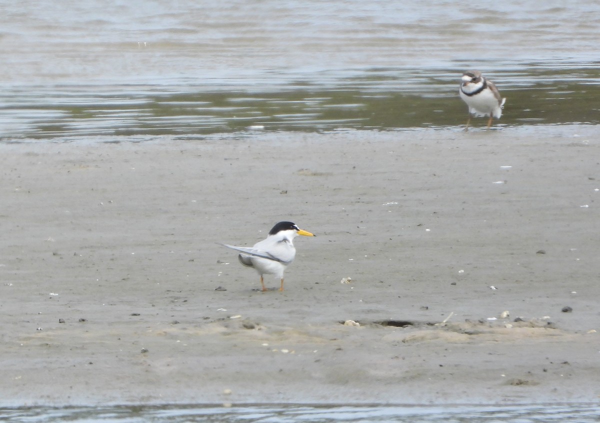 Least Tern - Kathleen Balbona