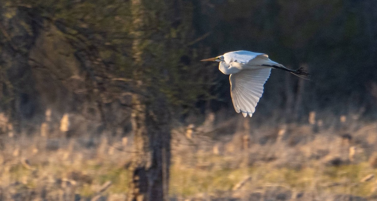 Great Egret - Matt M.