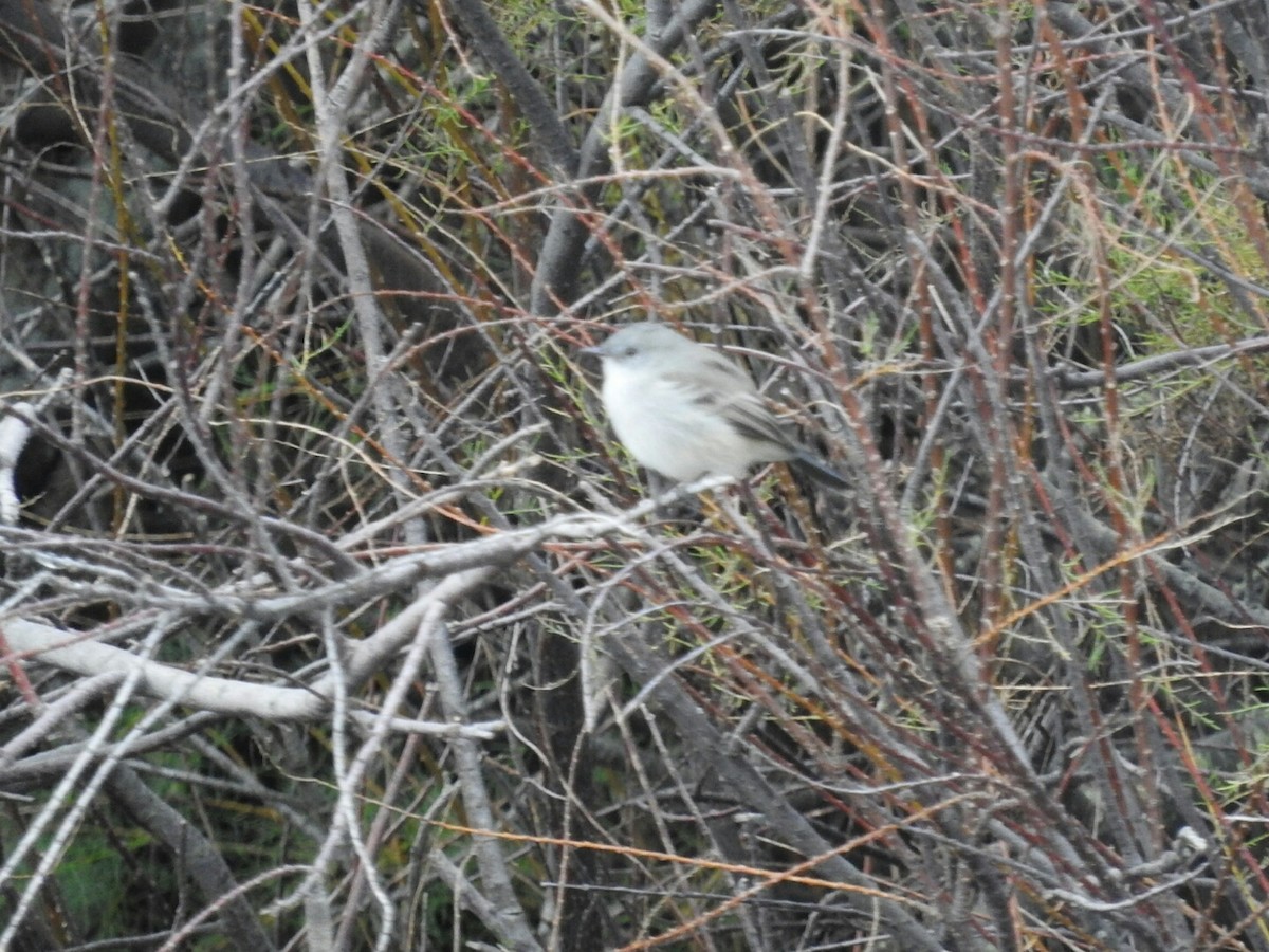 Sooty Tyrannulet - Enrique Chiurla