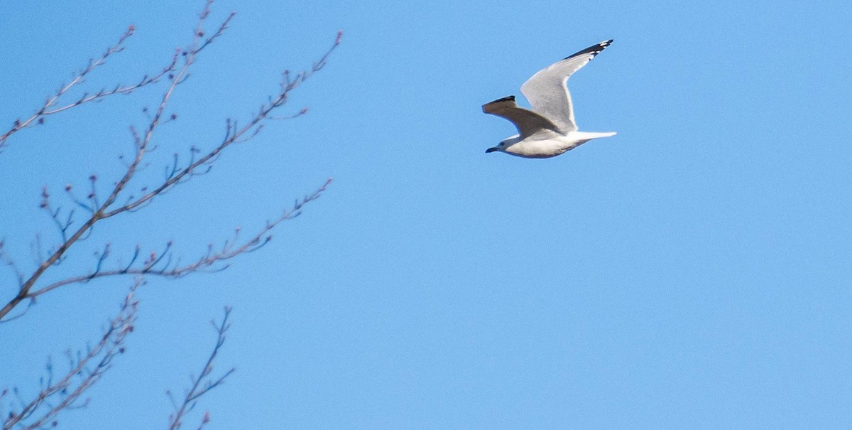 Ring-billed Gull - Matt M.