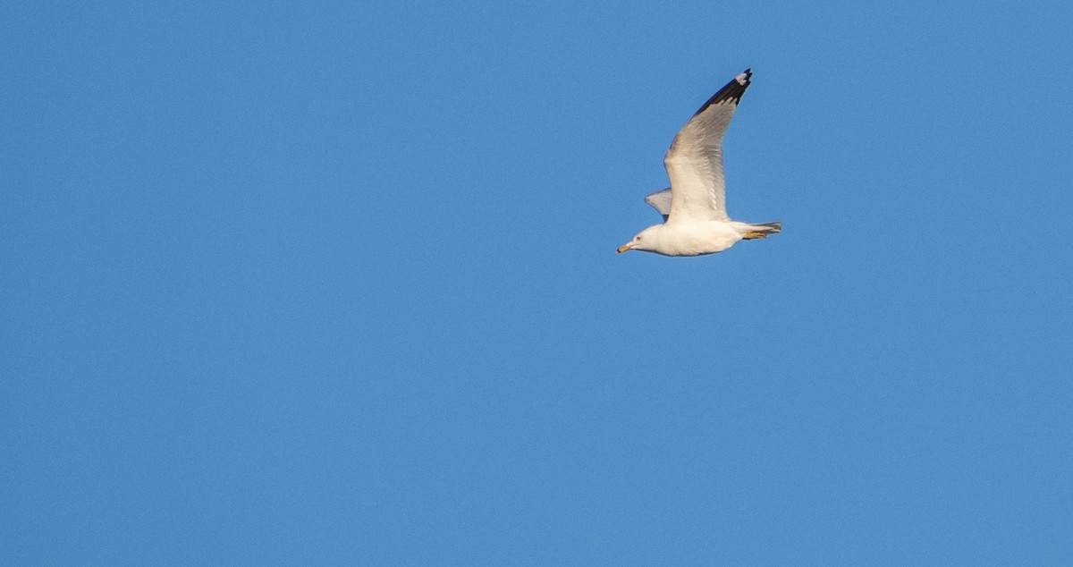 Ring-billed Gull - Matt M.