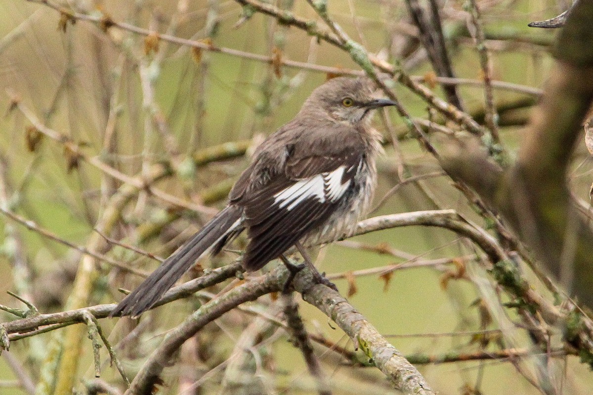 Northern Mockingbird - Corey Wagner