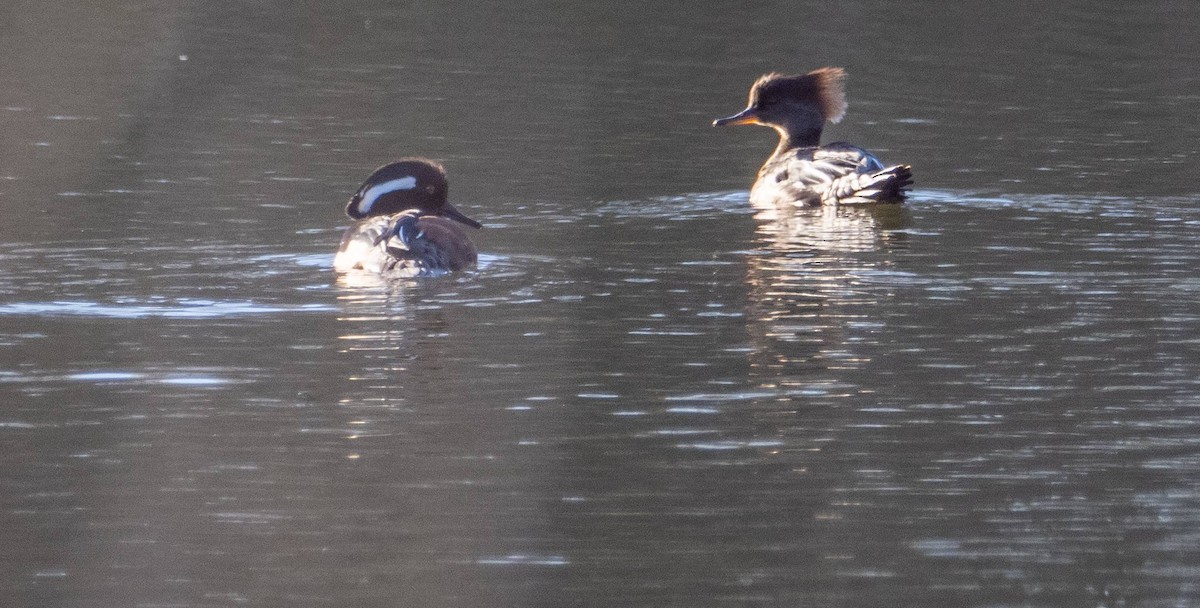 Hooded Merganser - Matt M.