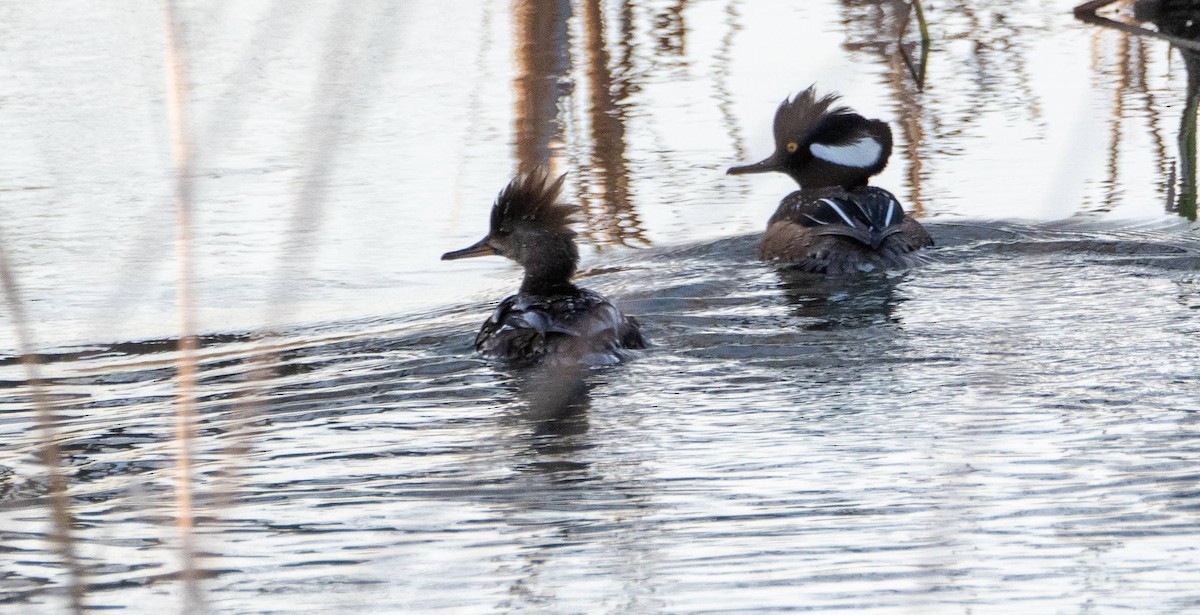 Hooded Merganser - Matt M.