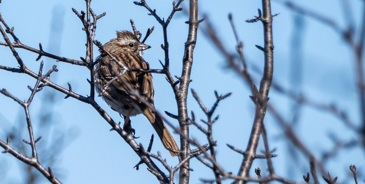 Song Sparrow - Matt M.