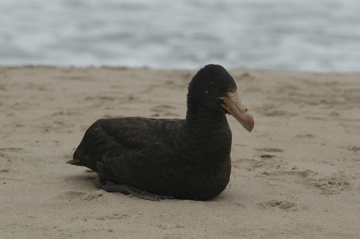 Southern Giant-Petrel - ML618155580