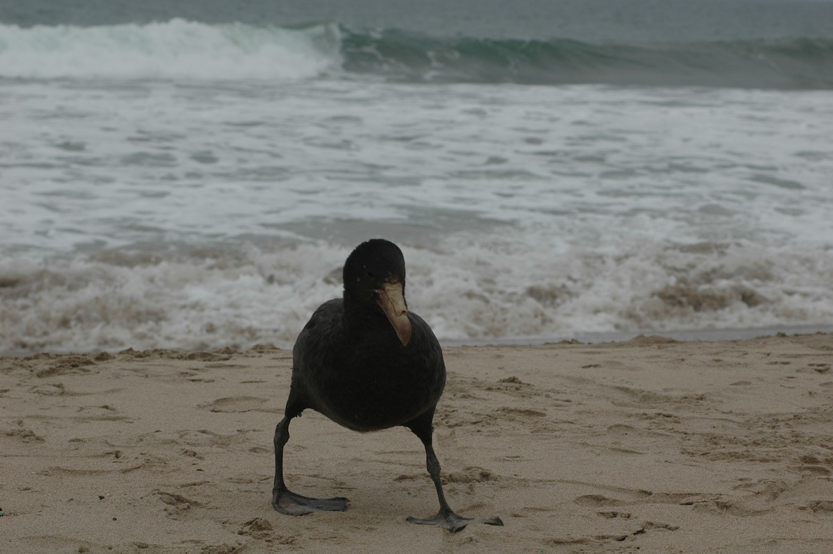 Southern Giant-Petrel - ML618155583