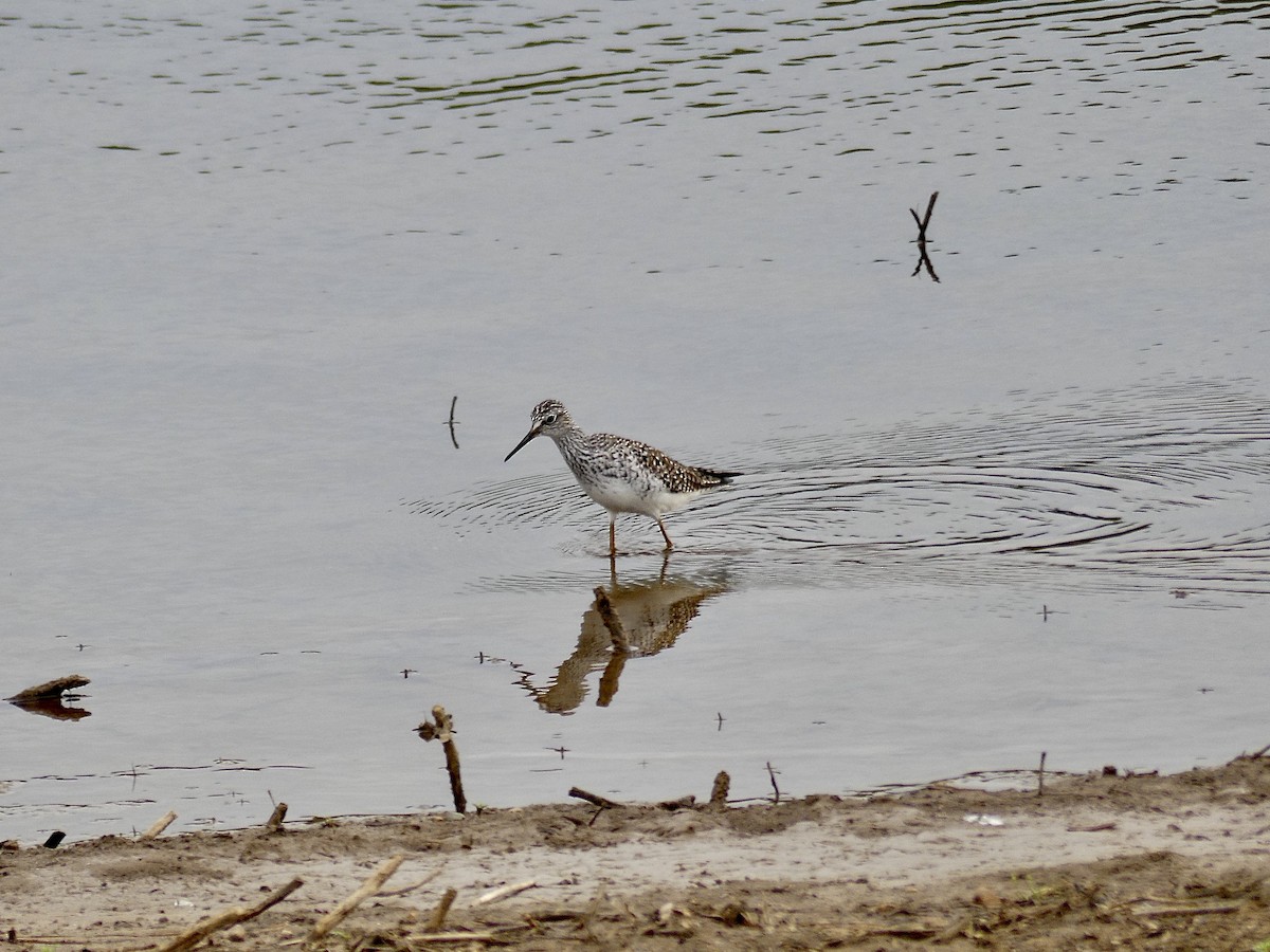 Lesser Yellowlegs - Charles  Crawford