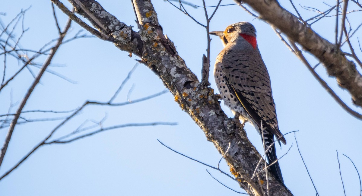 Northern Flicker - Matt M.