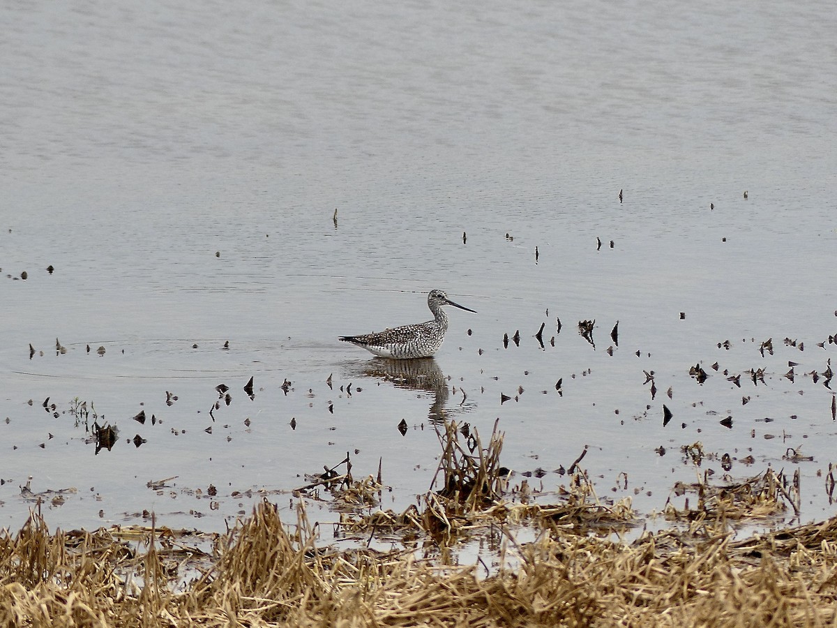 plystresnipe - ML618155598