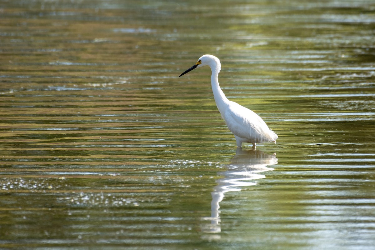 Snowy Egret - Donna Wadsley