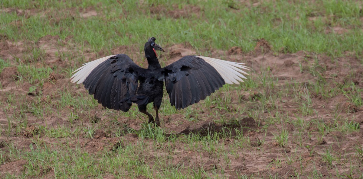 Abyssinian Ground-Hornbill - simon walkley