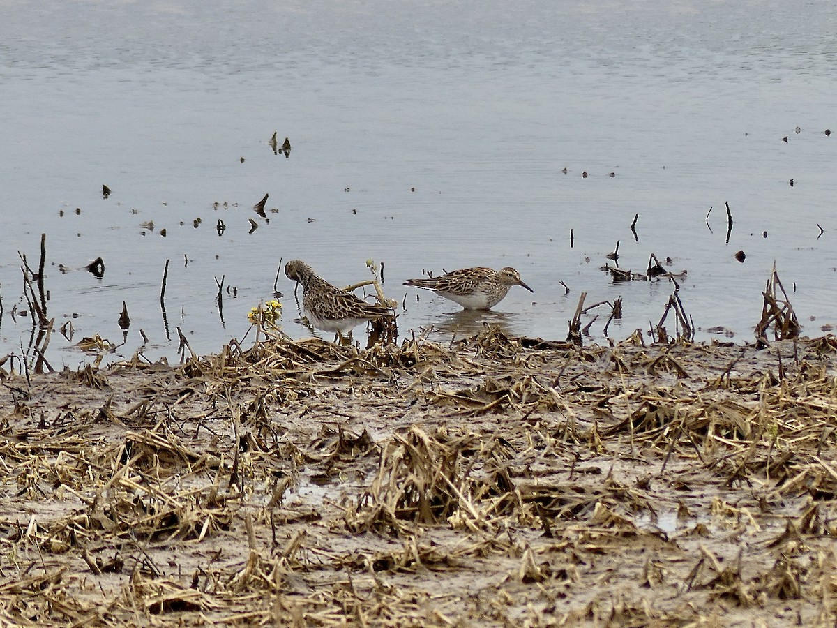 Pectoral Sandpiper - Charles  Crawford