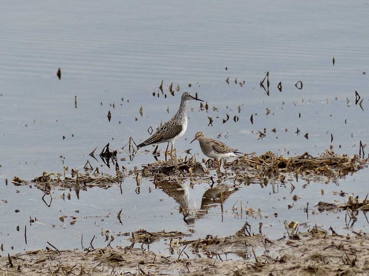 Pectoral Sandpiper - Charles  Crawford