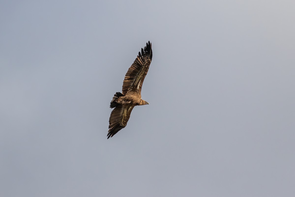 Eurasian Griffon - Martin  Flack