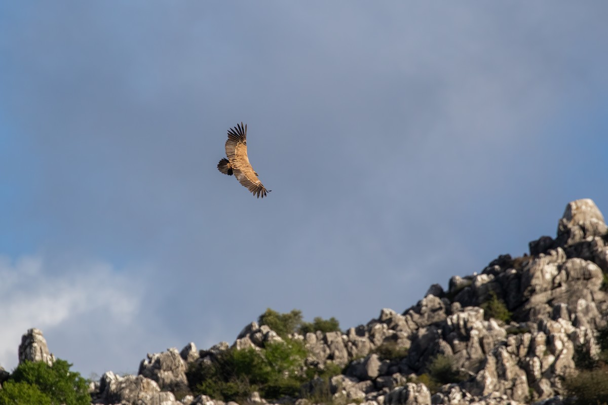 Eurasian Griffon - ML618155615