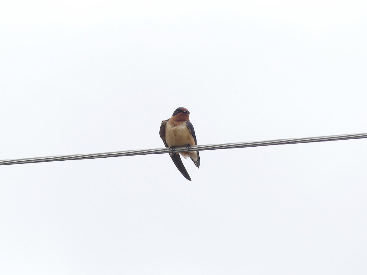 Barn Swallow - Charles  Crawford