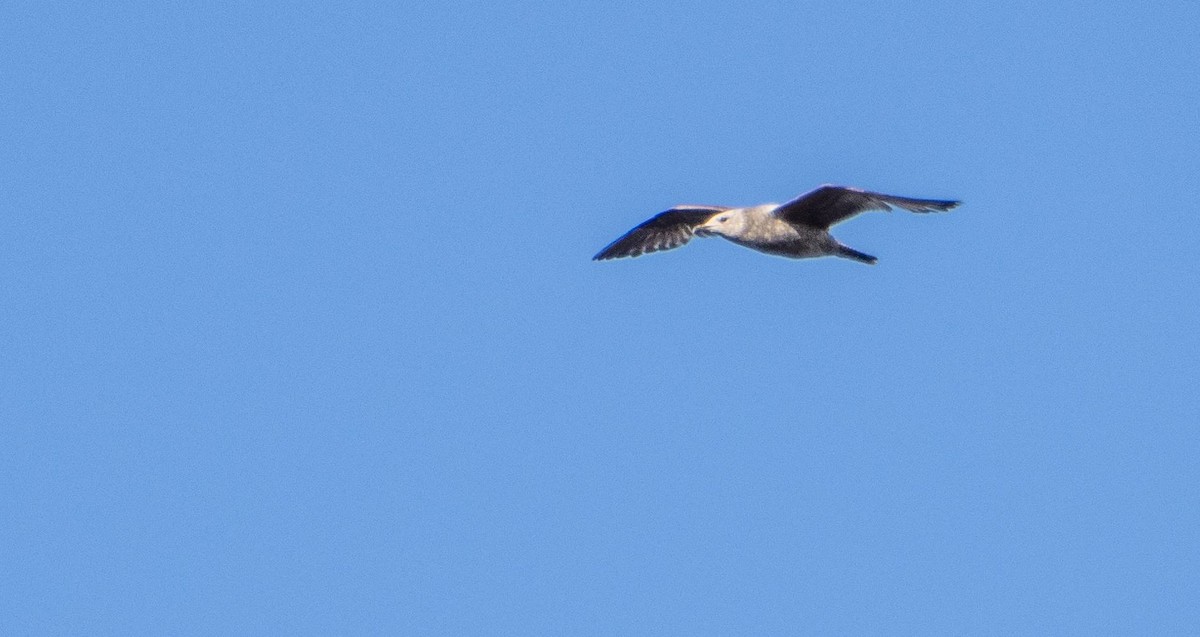 Herring Gull - Matt M.