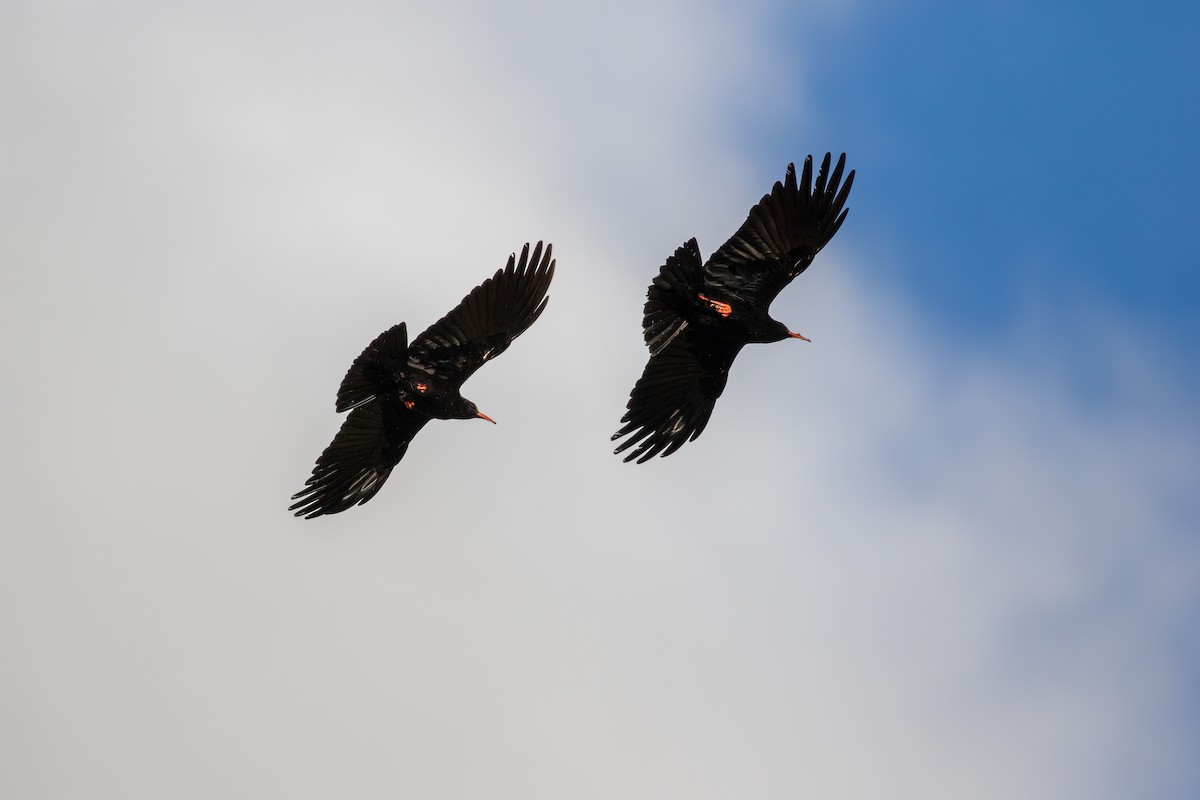 Red-billed Chough - Martin  Flack