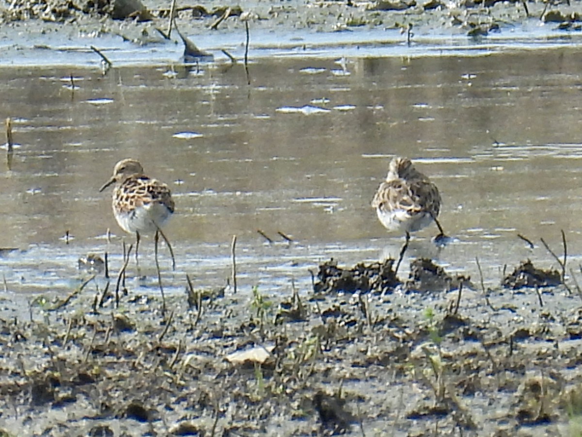 Least Sandpiper - Maureen Tulip