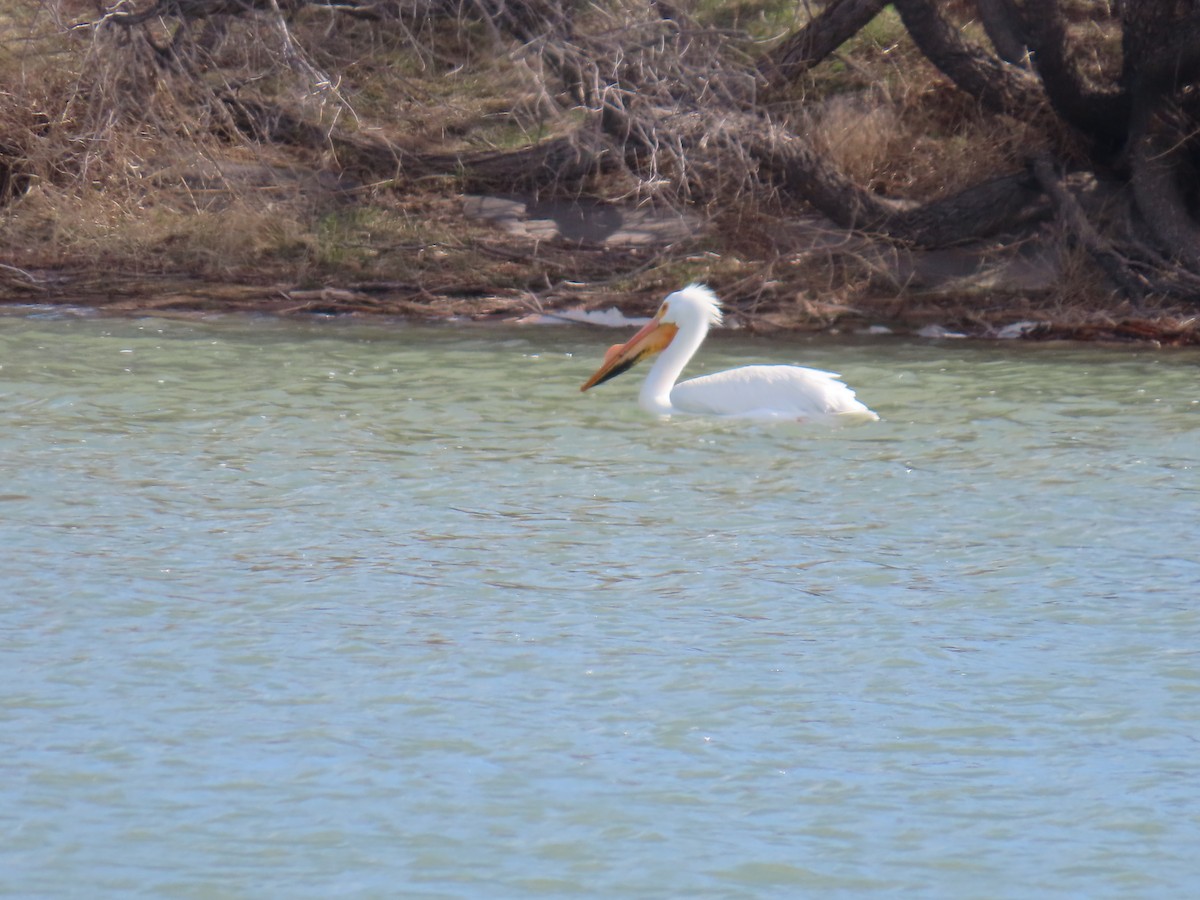American White Pelican - Mark Gorges
