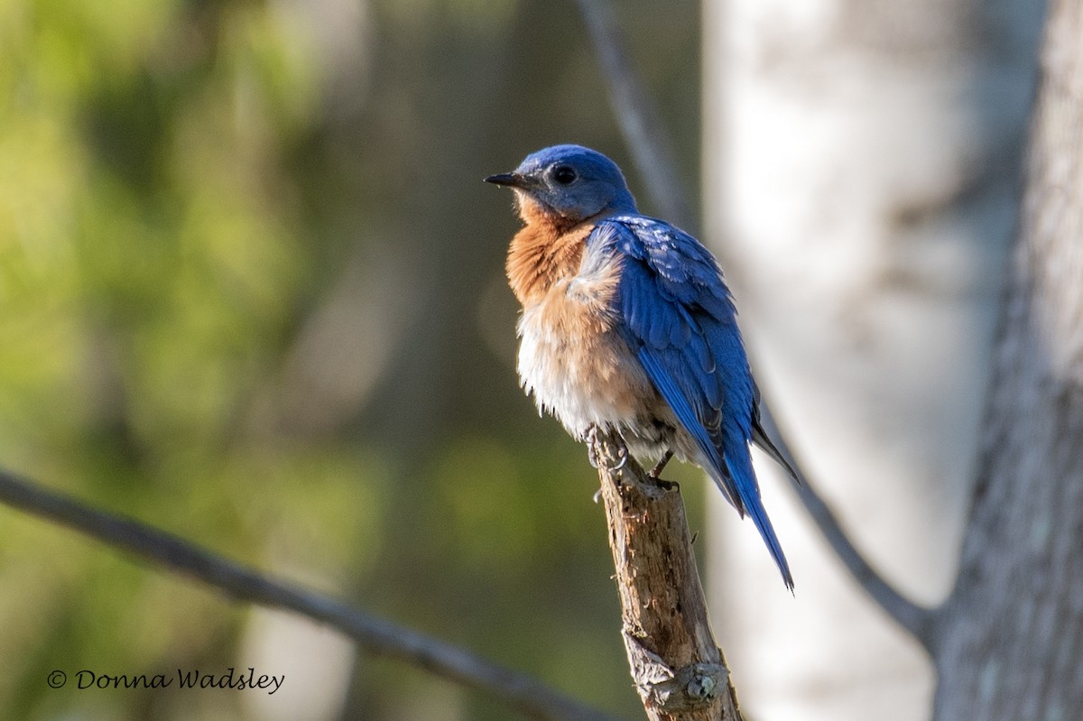 Eastern Bluebird (Eastern) - Donna Wadsley