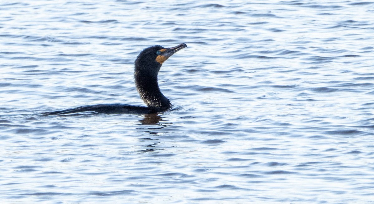 Double-crested Cormorant - Matt M.