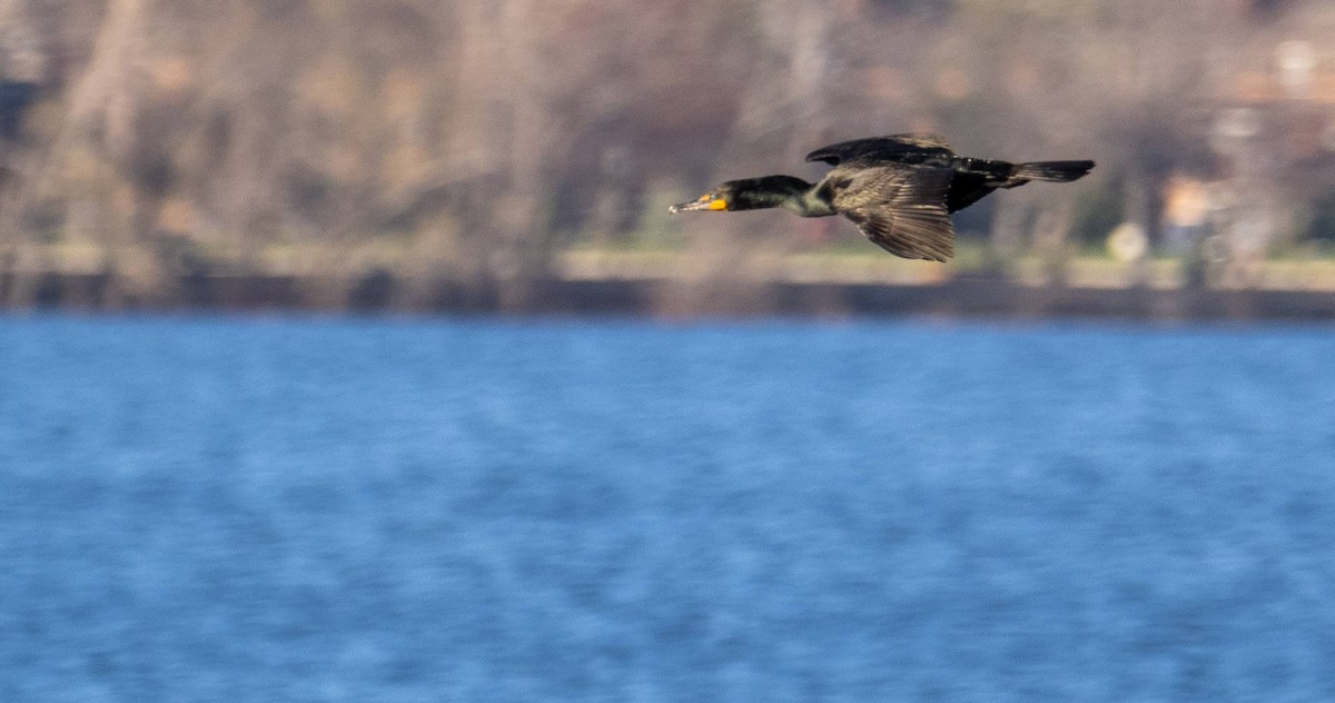 Double-crested Cormorant - Matt M.