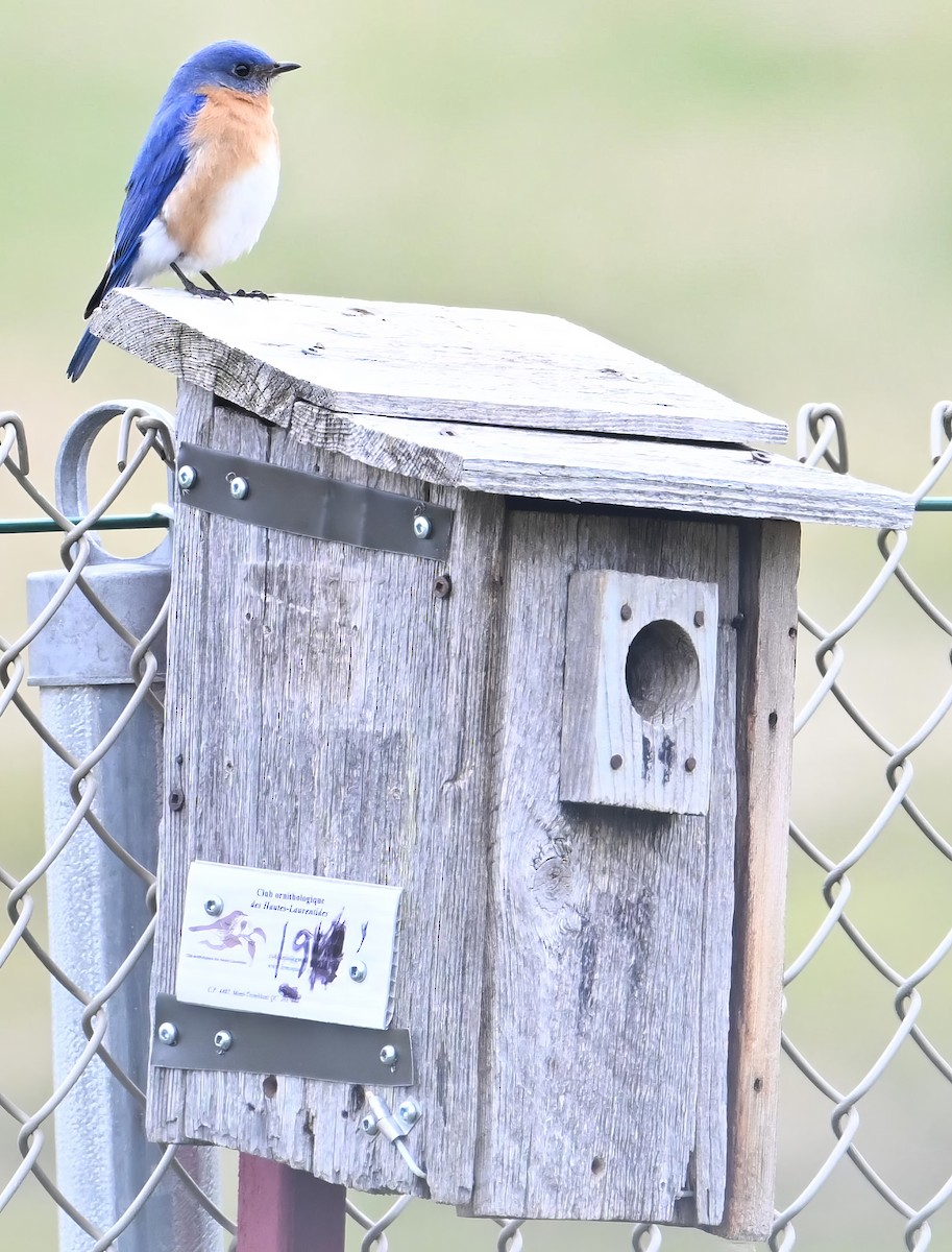 Eastern Bluebird - Alan Sankey  COHL