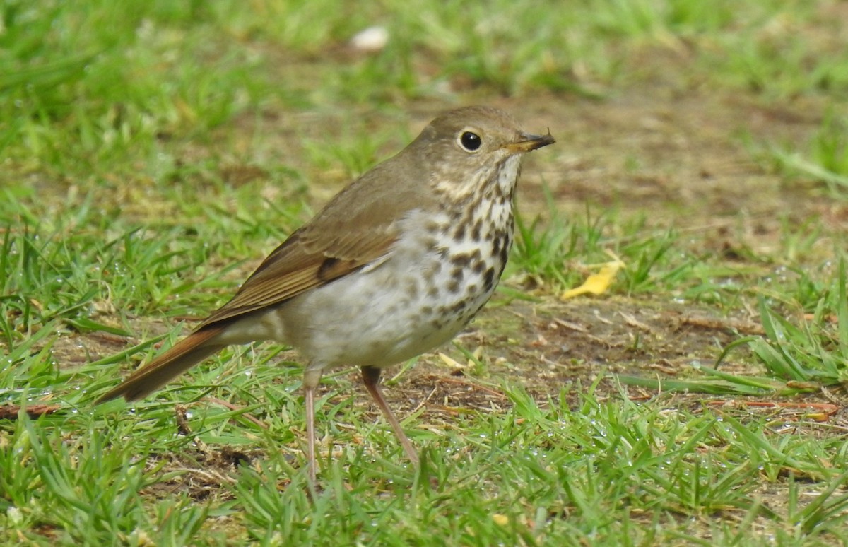 Hermit Thrush - Cos van Wermeskerken