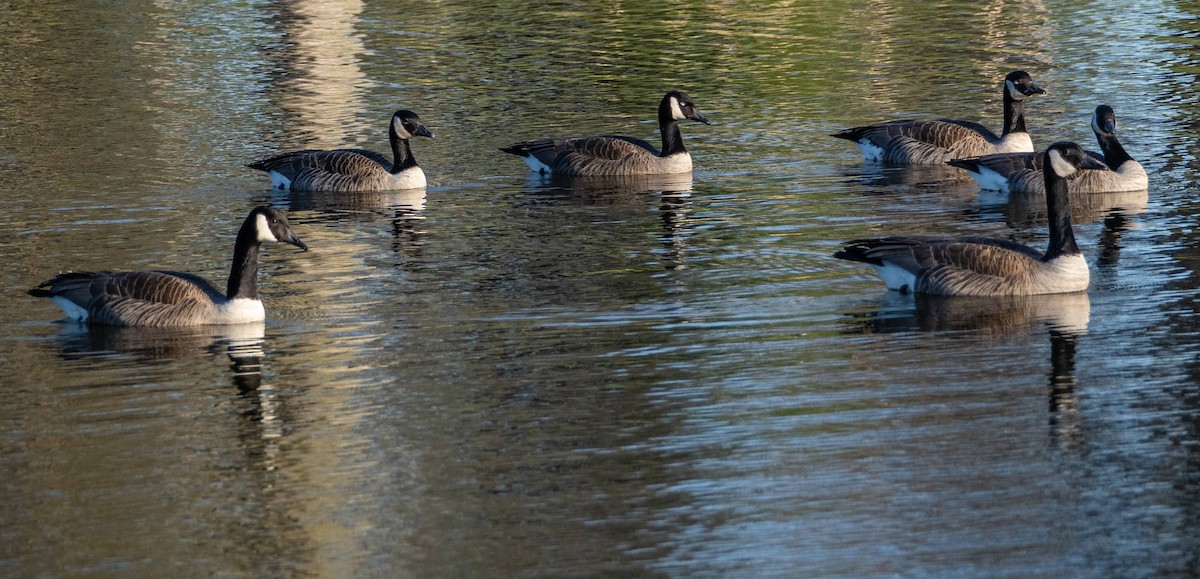 Canada Goose - Matt M.