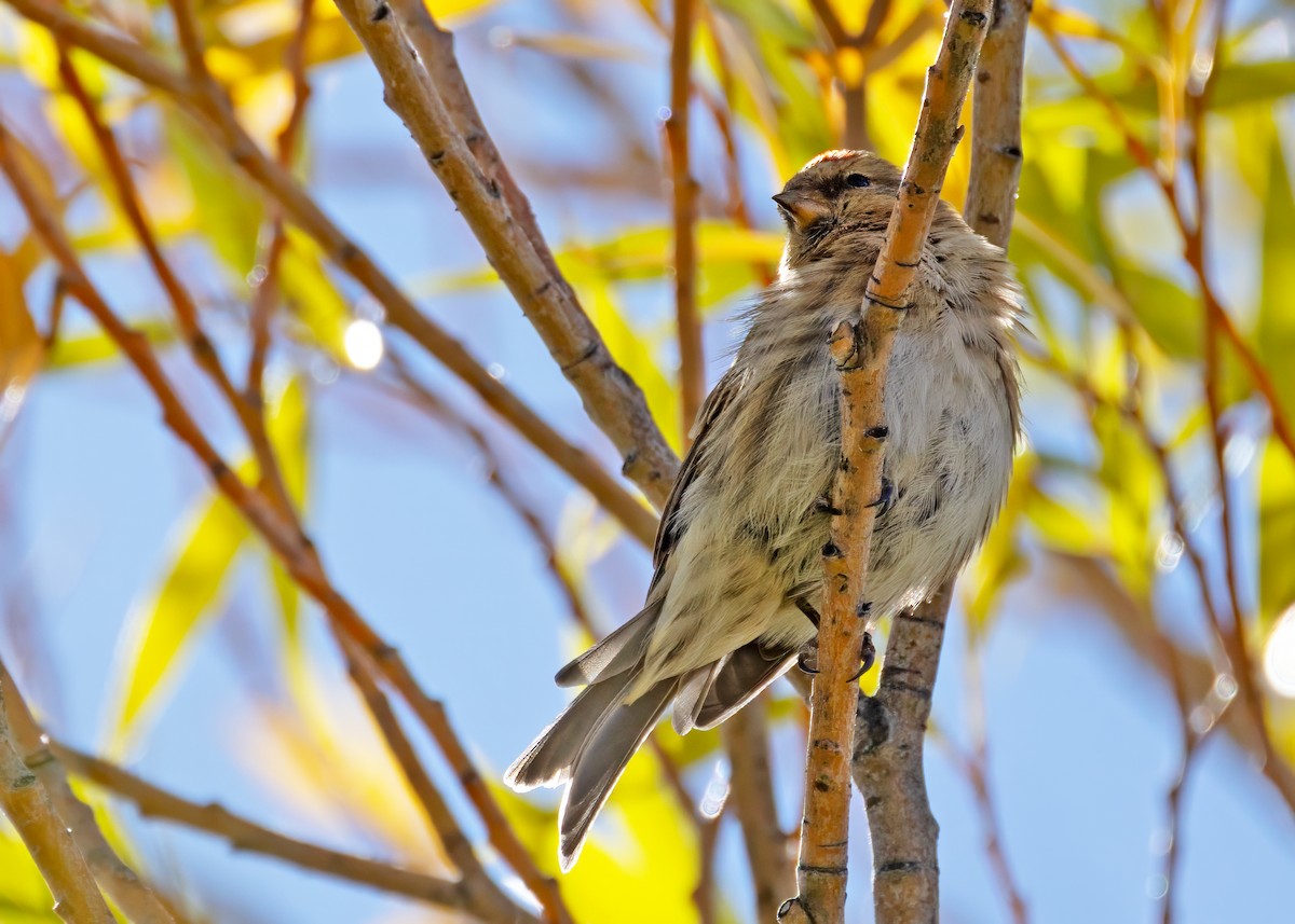 Lesser Redpoll - Sue&Gary Milks