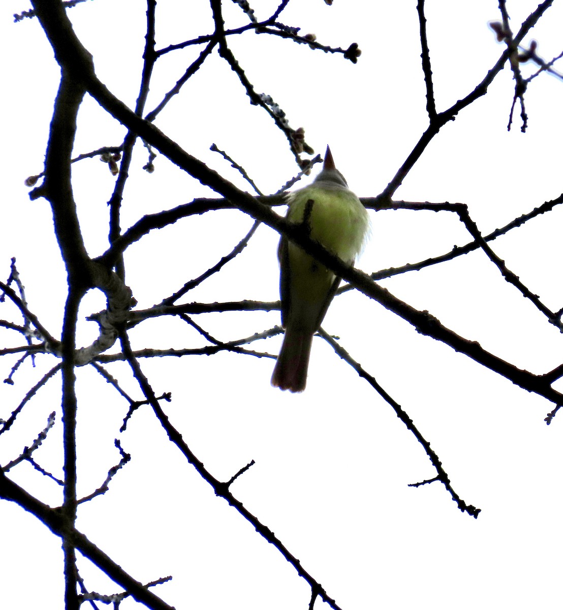 Great Crested Flycatcher - ML618155798